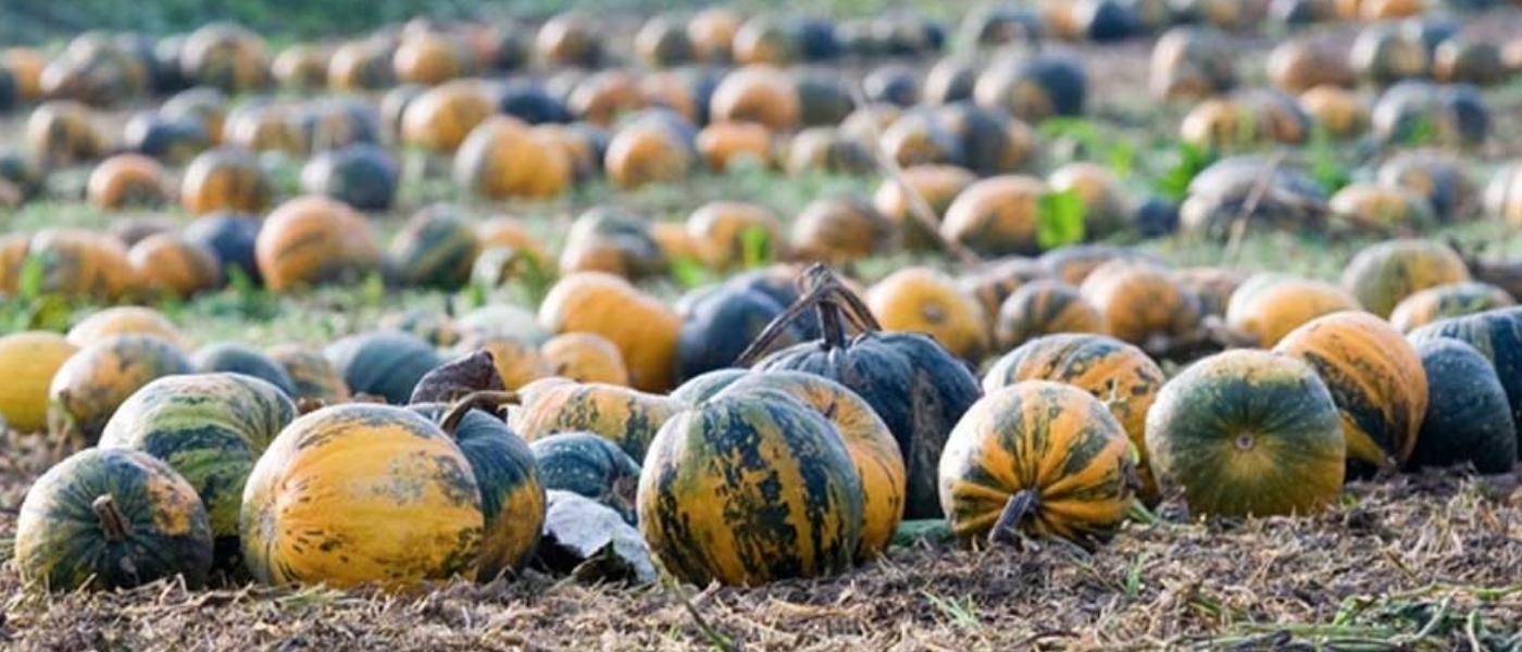 Field of Australian Styrian hulless pumpkins grown for their pumpkin seed oil used in Pepo Natural Skincare products